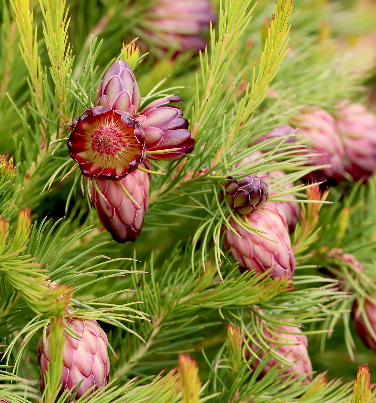 Protea Nana Seeds Flowering