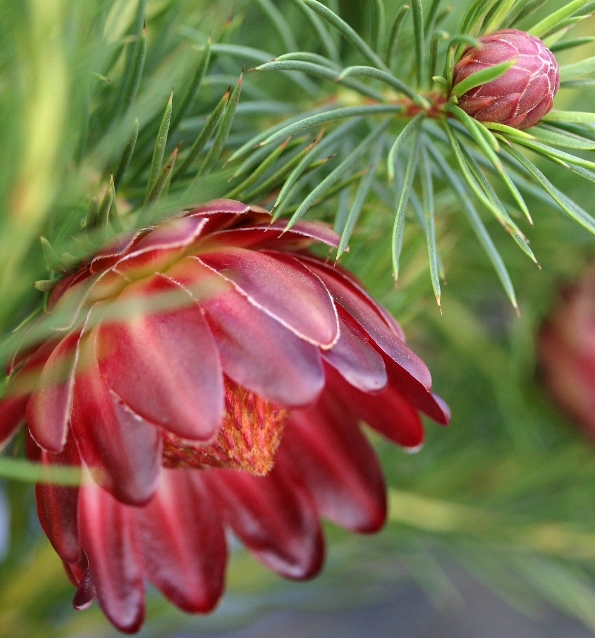 Protea Nana Flower