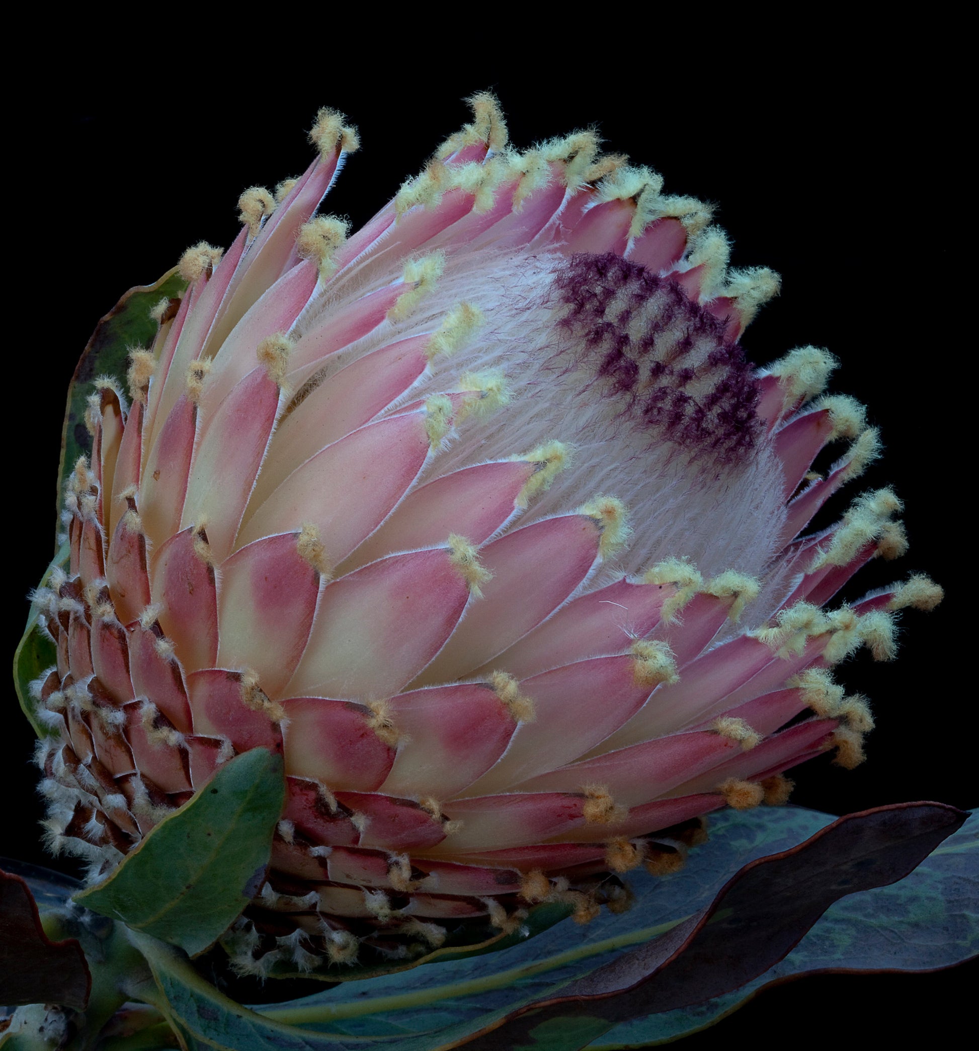 Protea Magnifica Flower