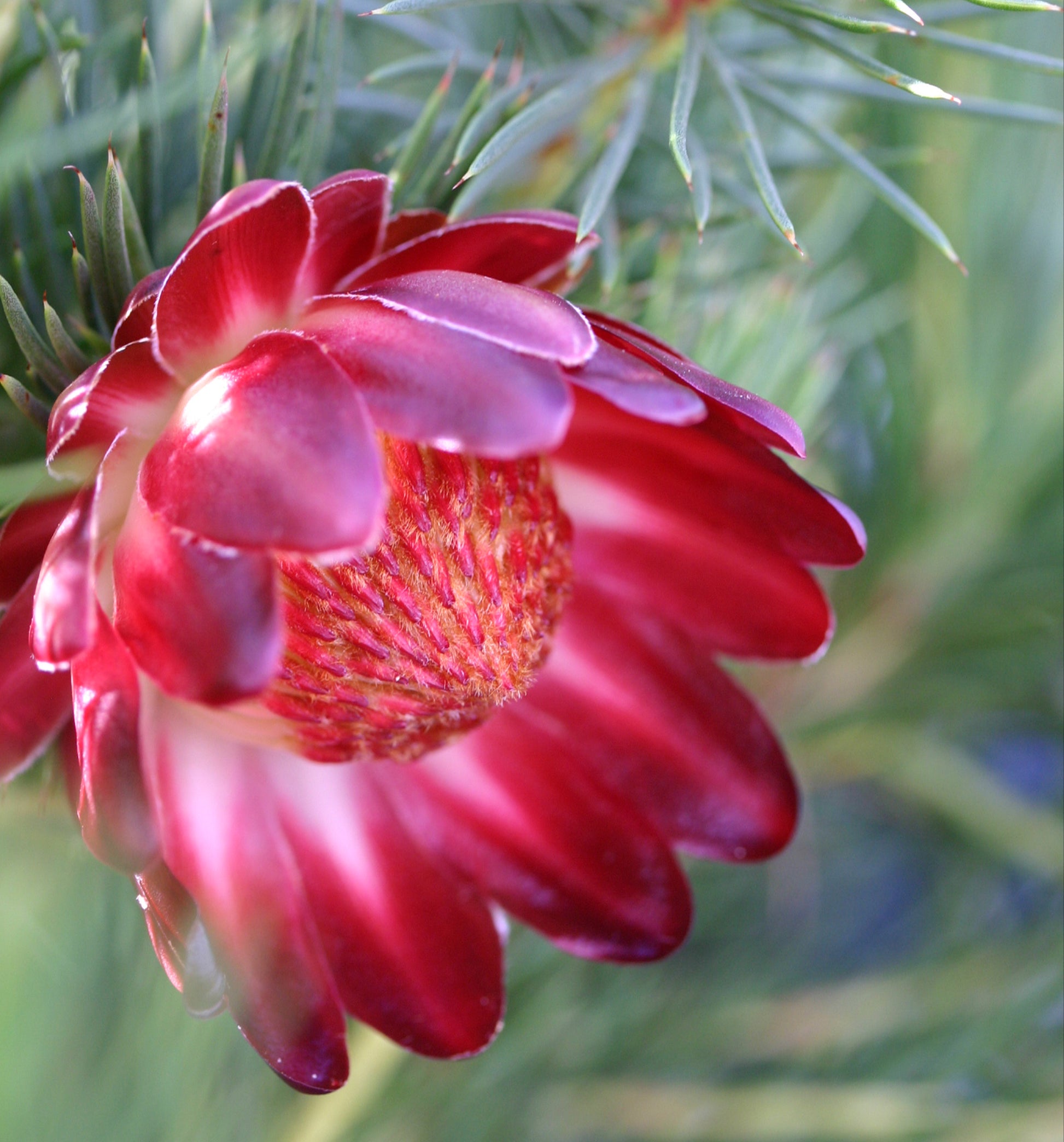 Protea Nana Seeds Flowering