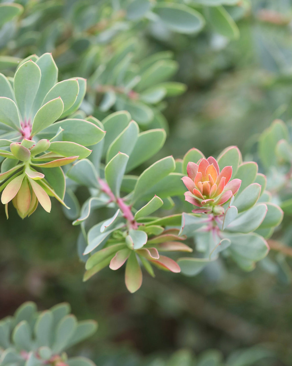 Protea Sulphurea