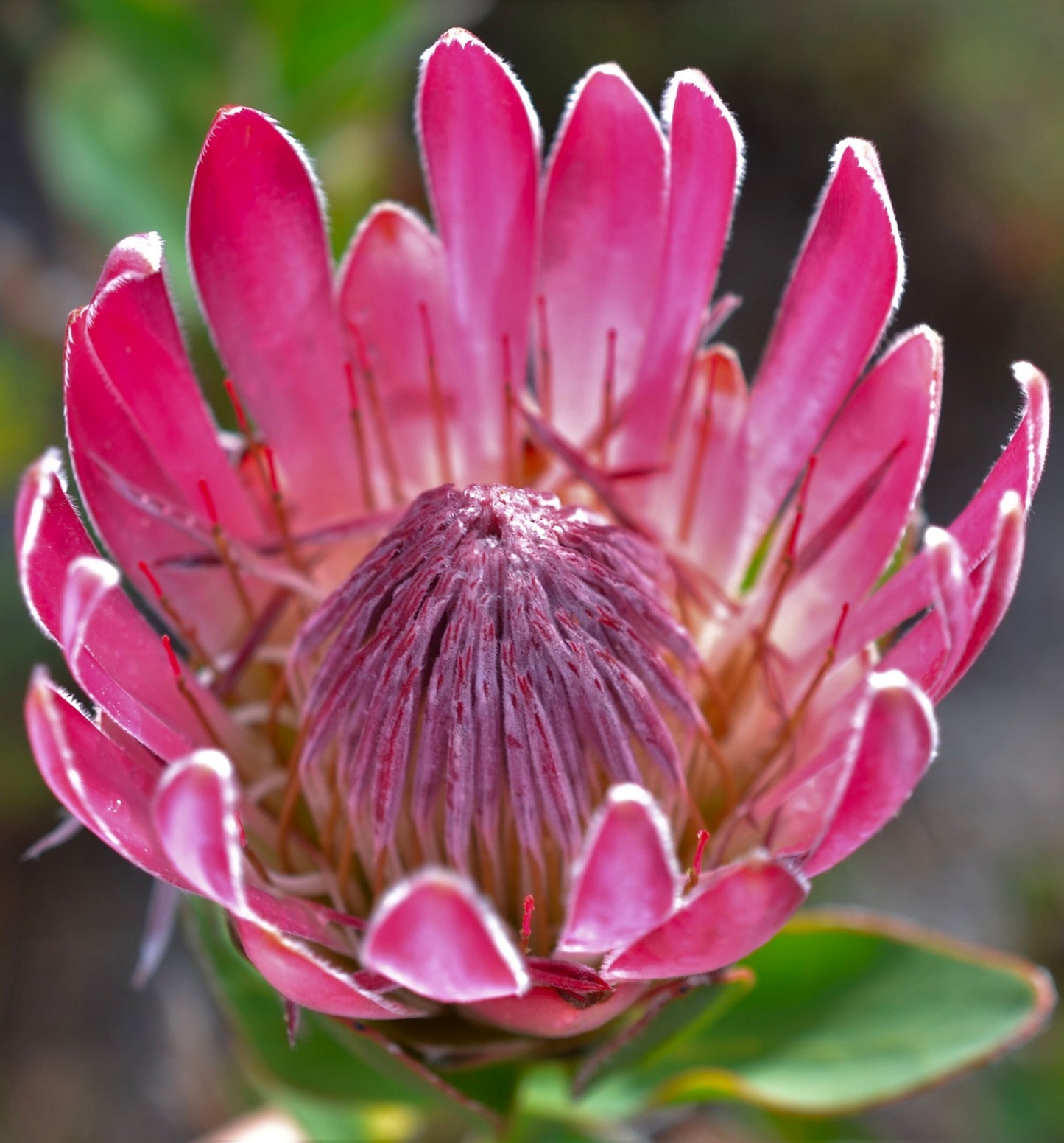 Protea Compacta Seeds - Protea Seeds Online Australia