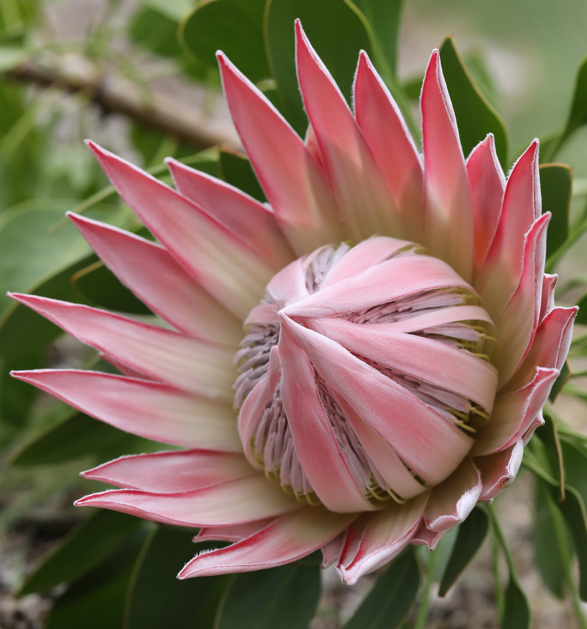 Protea Cynaroides Seed