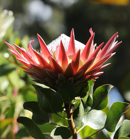 Protea Cynaroides Seeds