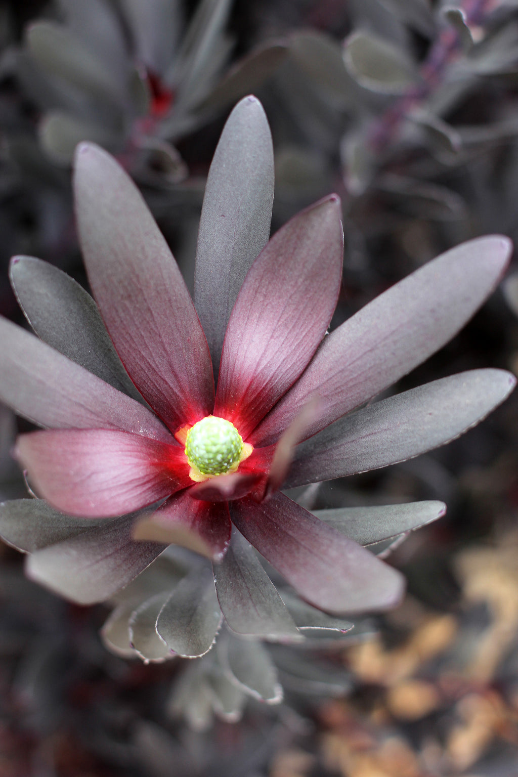 Leucadendron Burgundy Sunset