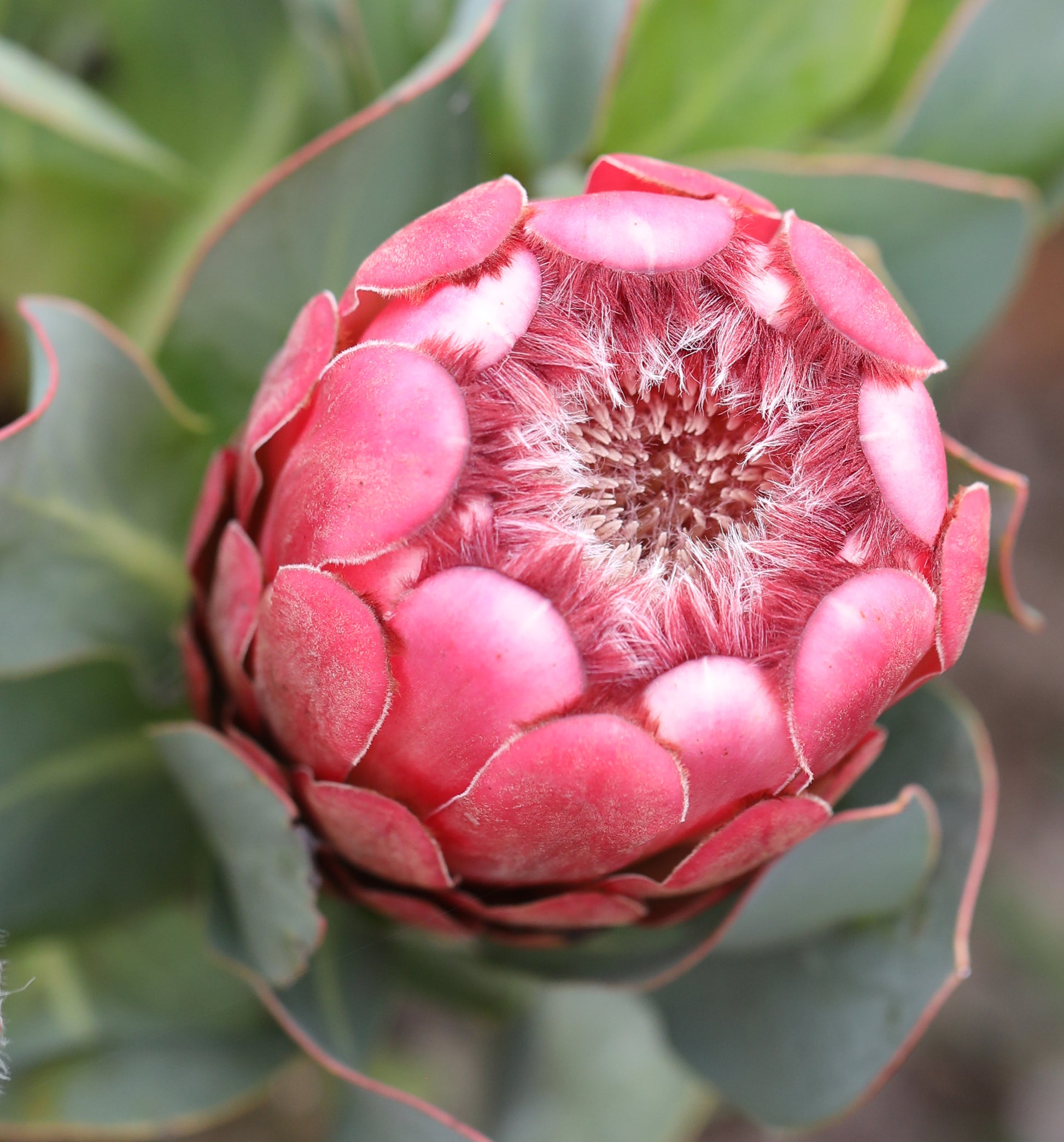 Protea Grandiceps Flower