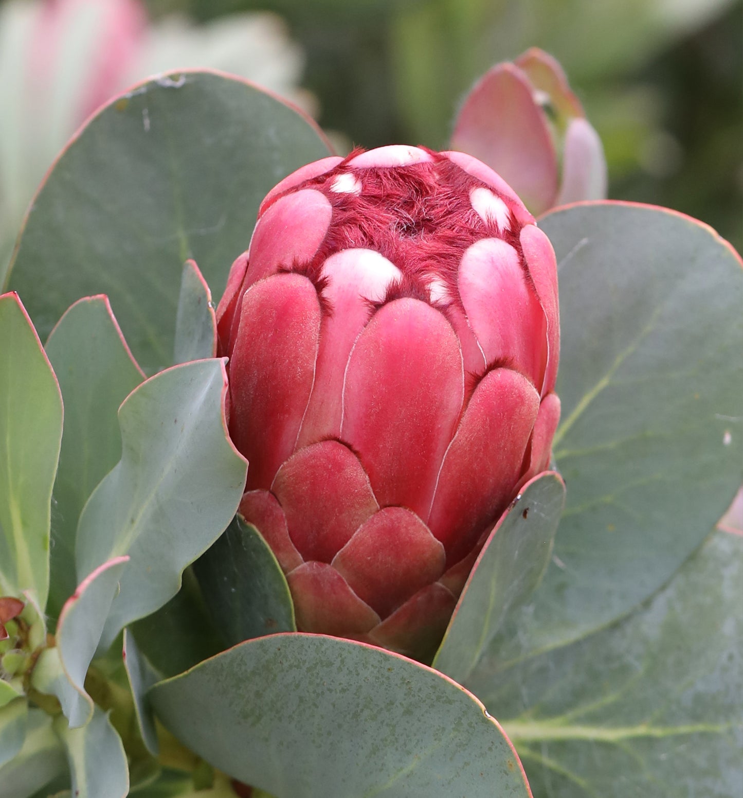 Protea Grandiceps Flower