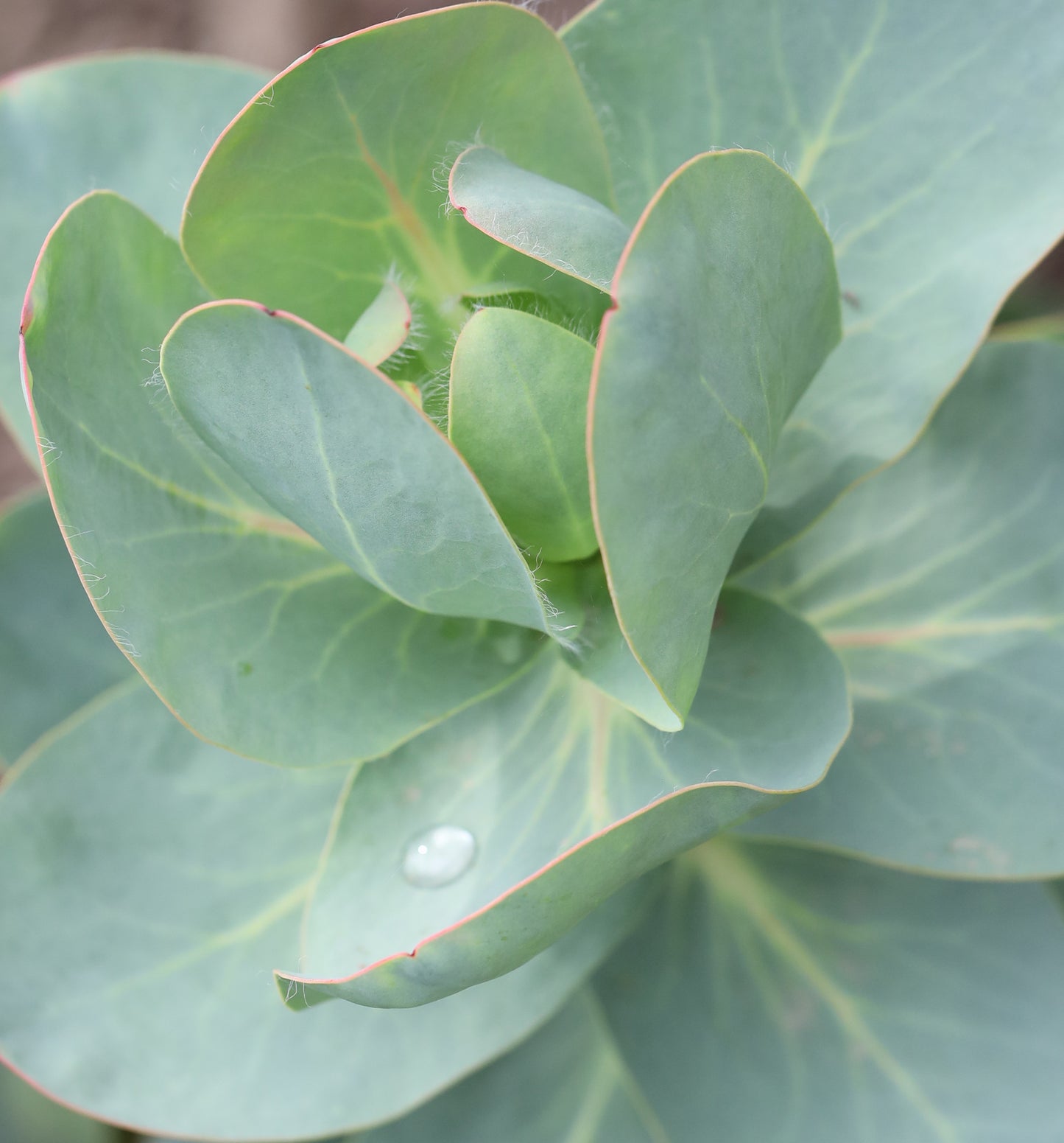 Protea Grandiceps Foliage