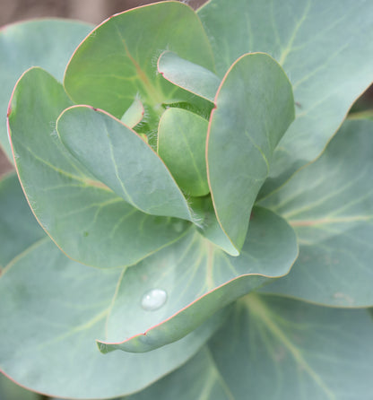 Protea Grandiceps Foliage