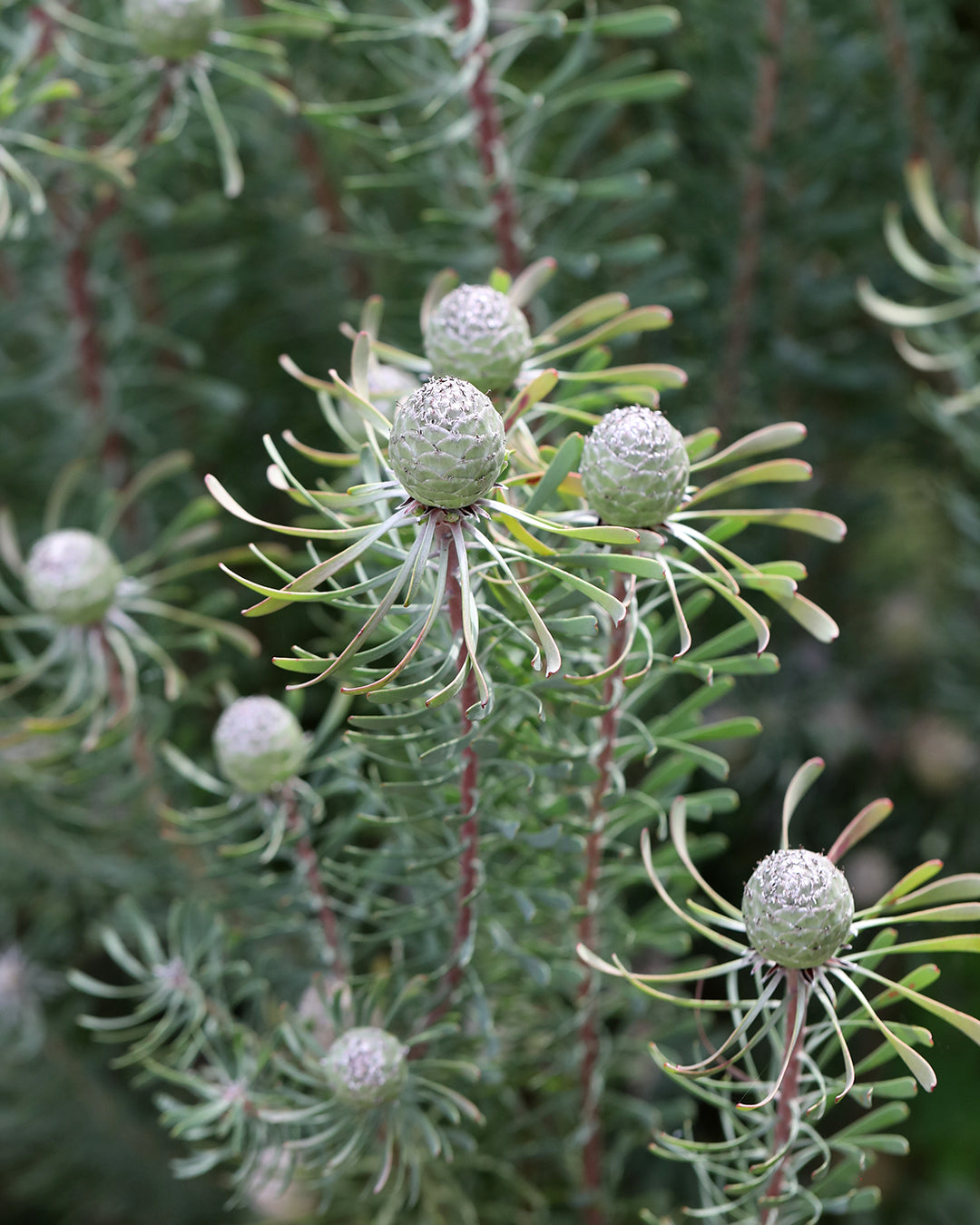 Purple Haze - Leucadendron galpinii