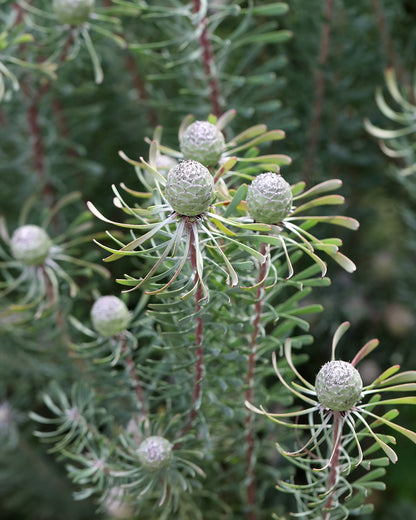 Purple Haze - Leucadendron galpinii