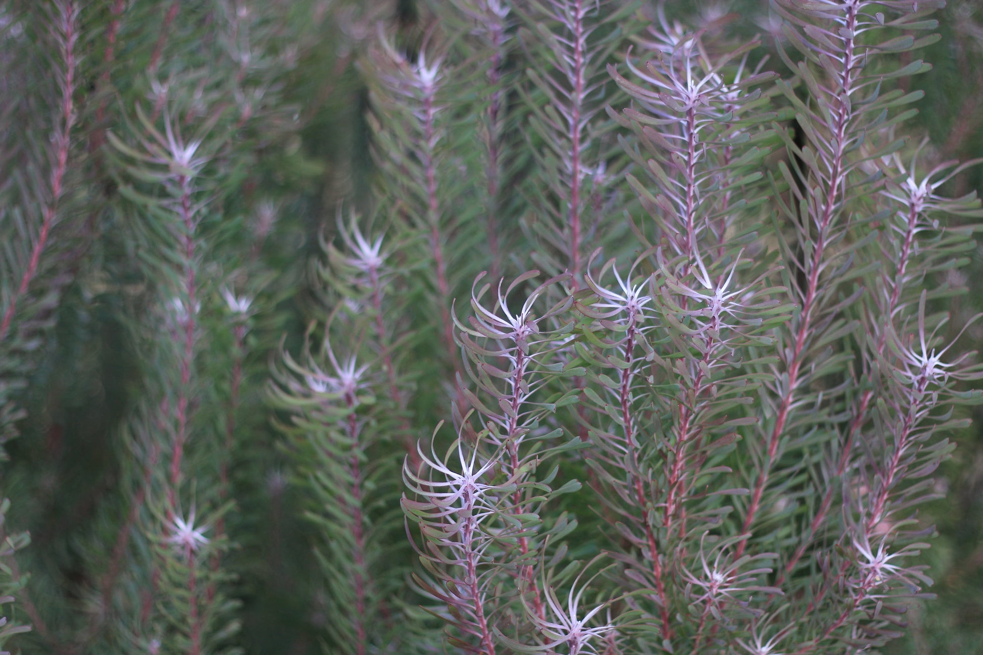 Purple Haze - Leucadendron galpinii