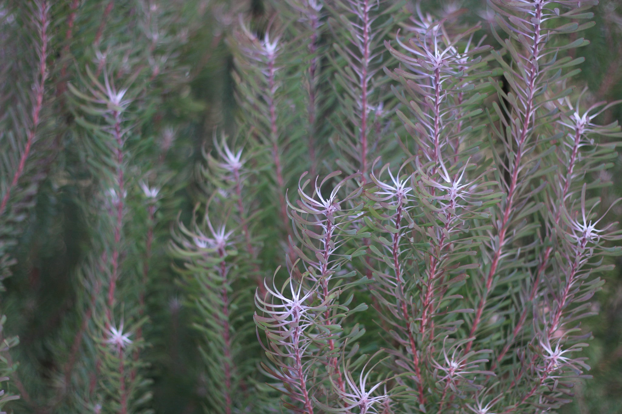 Purple Haze - Leucadendron galpinii