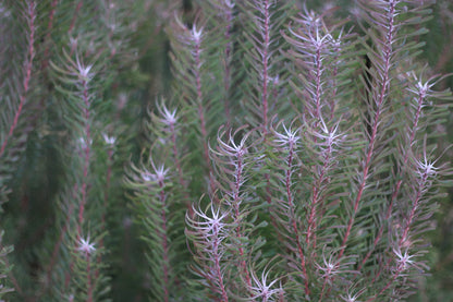 Purple Haze - Leucadendron galpinii