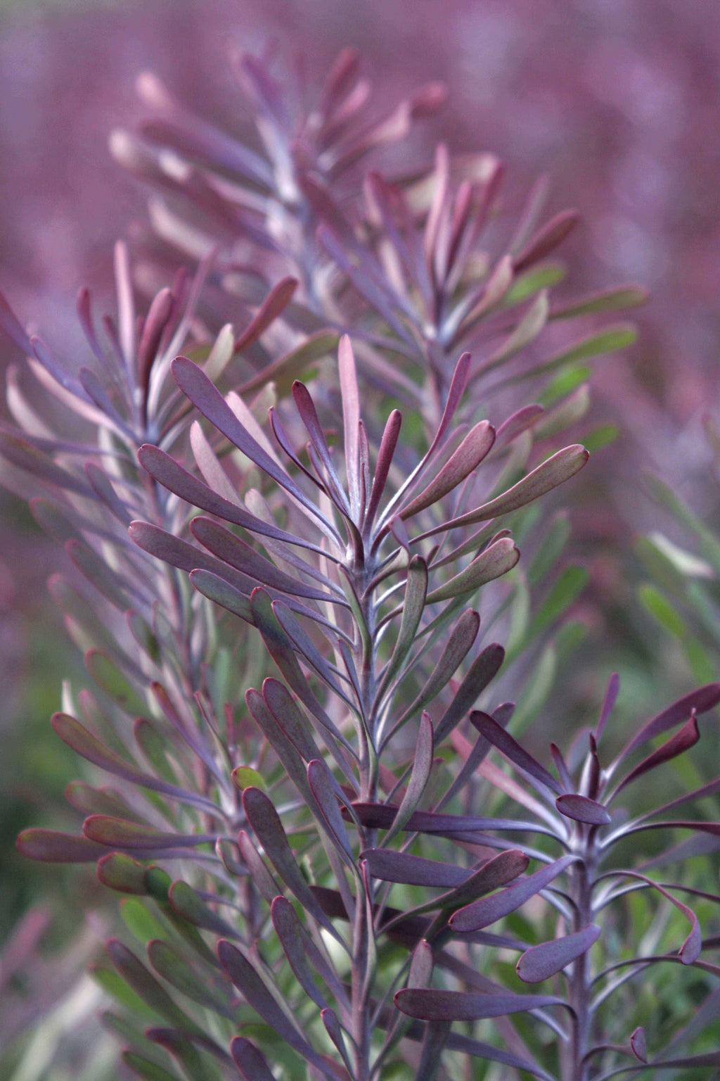 Leucadendron Purple Haze