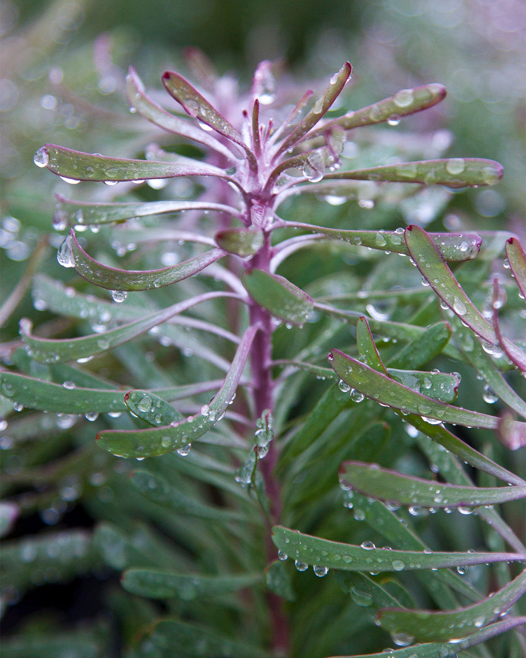 Purple Haze - Leucadendron galpinii