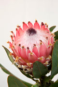 Queen Protea