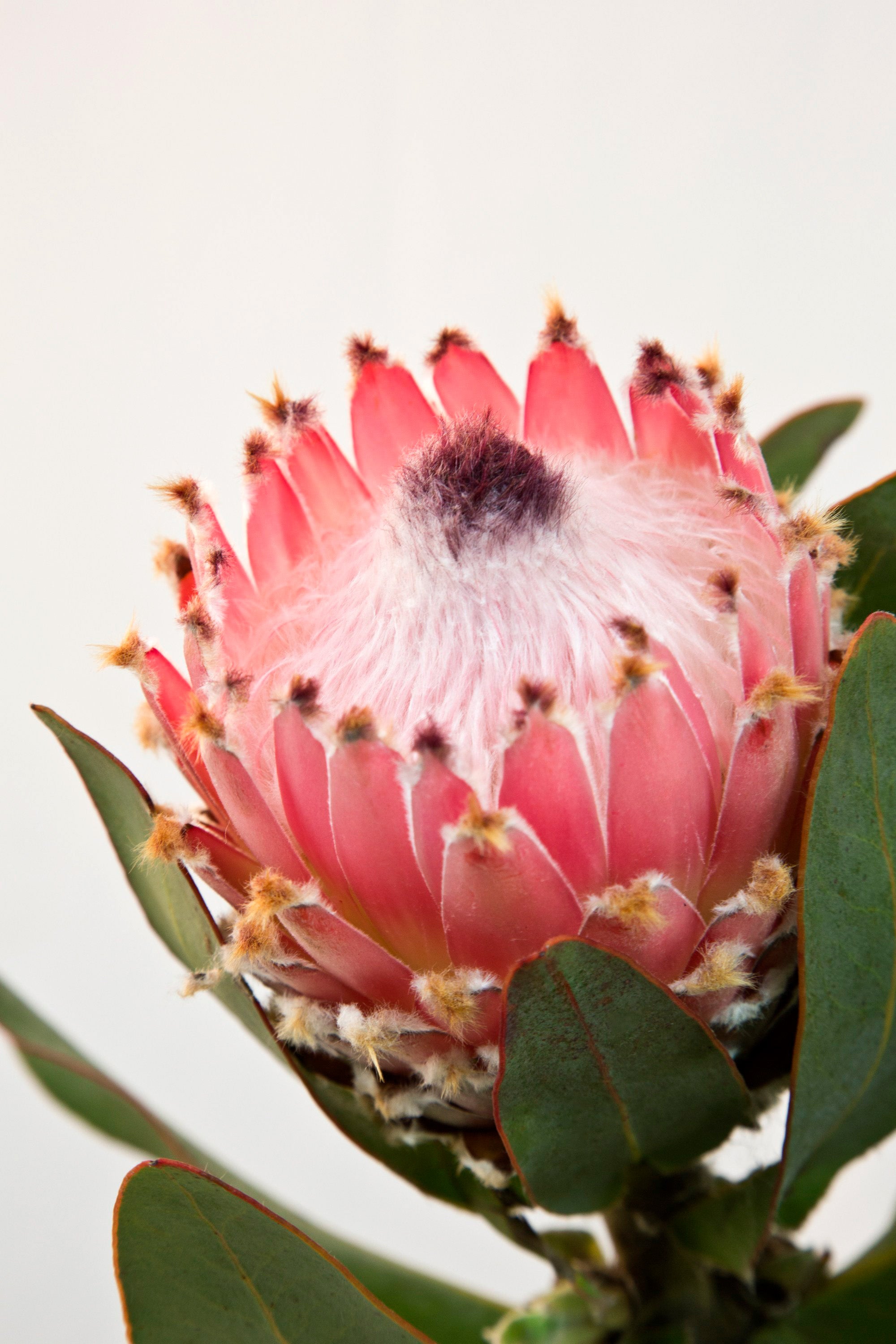 Queen Protea