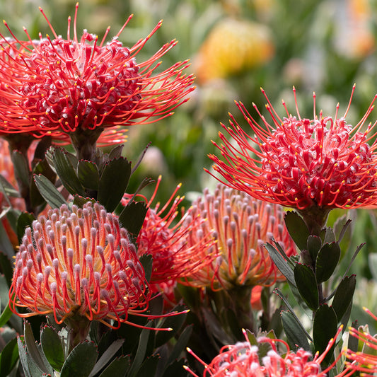 Leucospermum Red Phantom