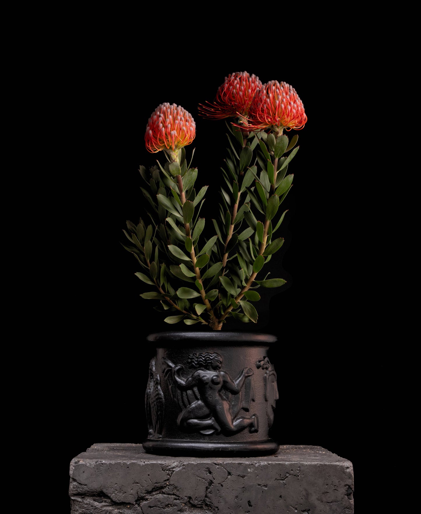 Leucospermum Red Phantom