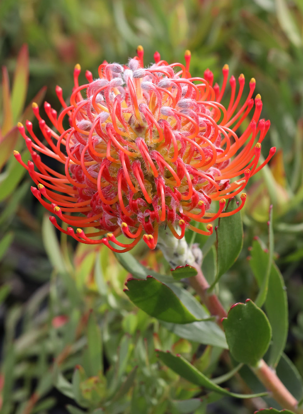 Leucospermum Rigoletto