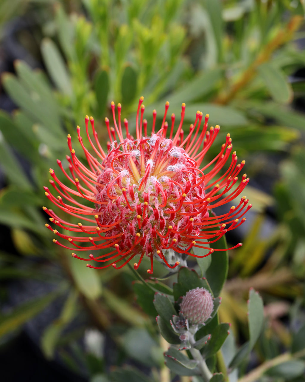 Leucospermum Rigoletto