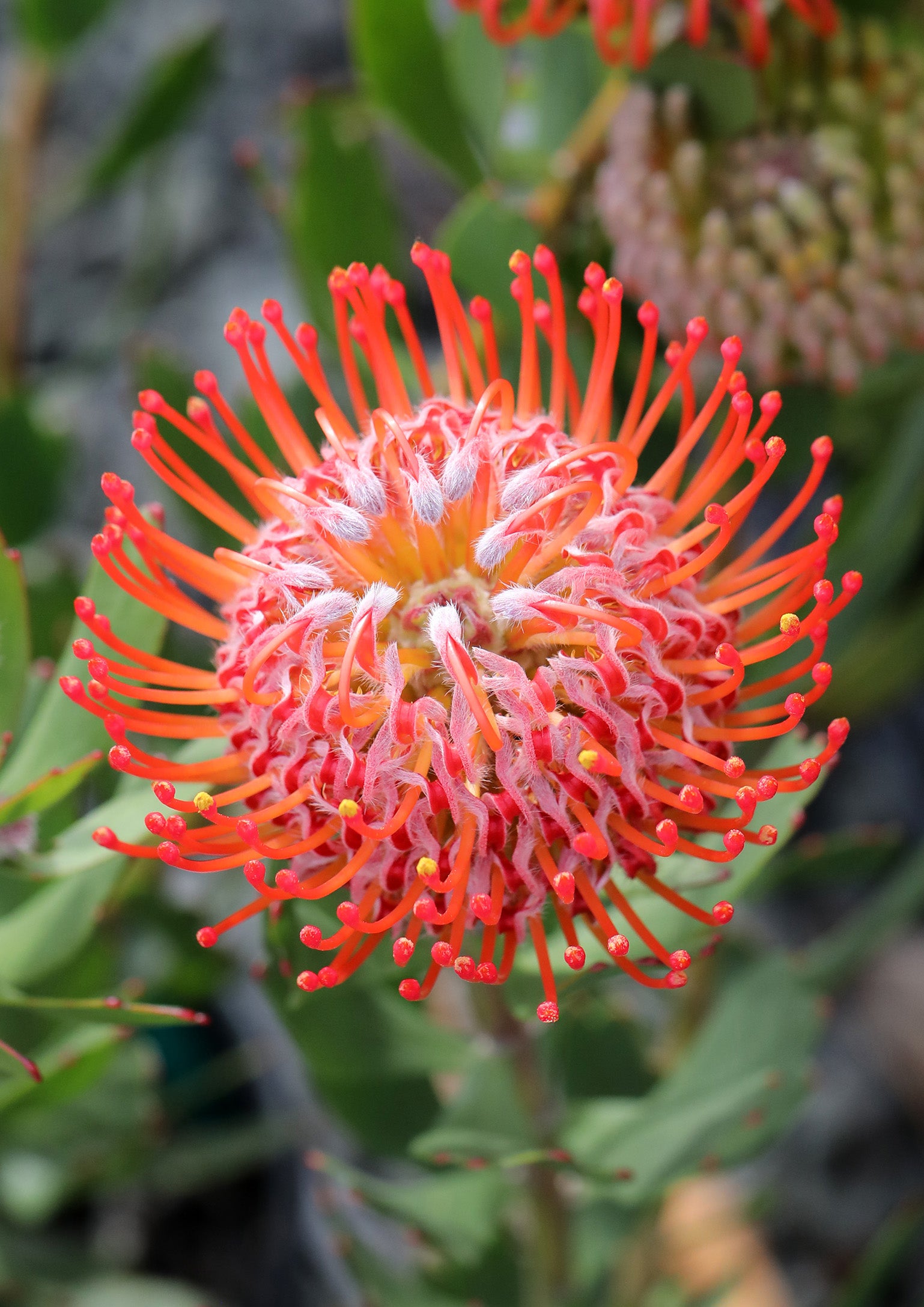 Leucospermum Rigoletto