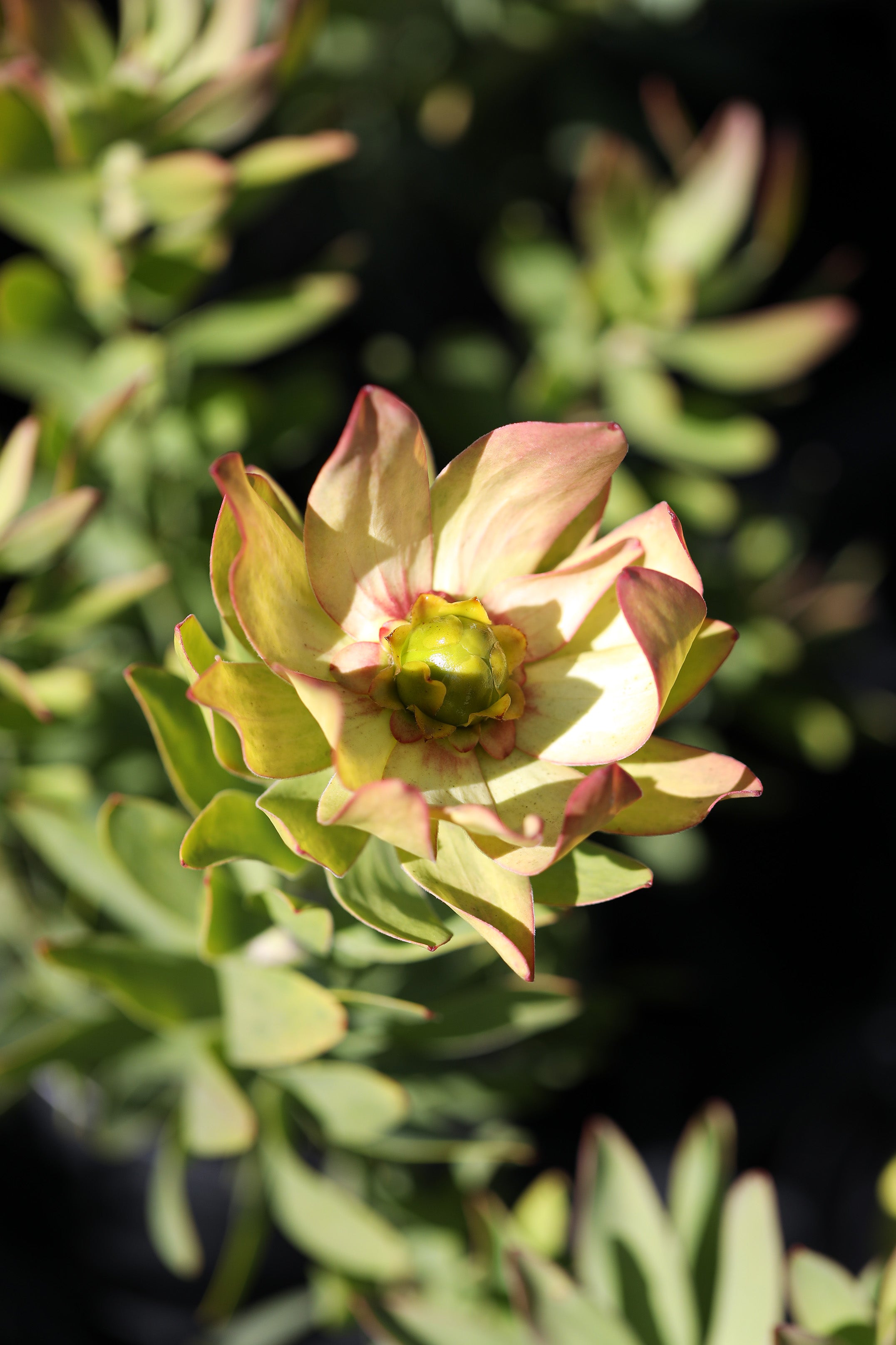 Leucadendron Sacred Wish