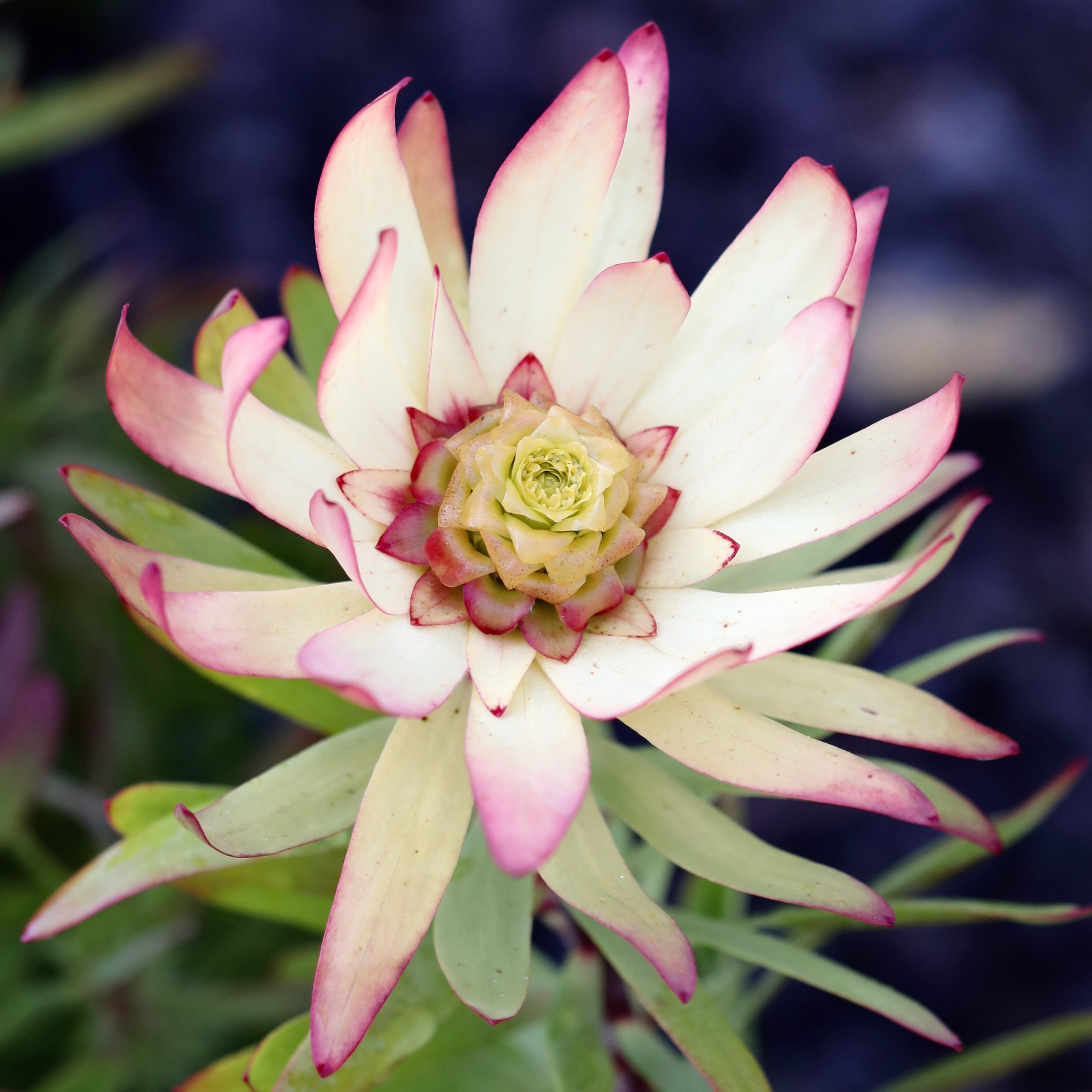 Leucadendron Sacred Dream