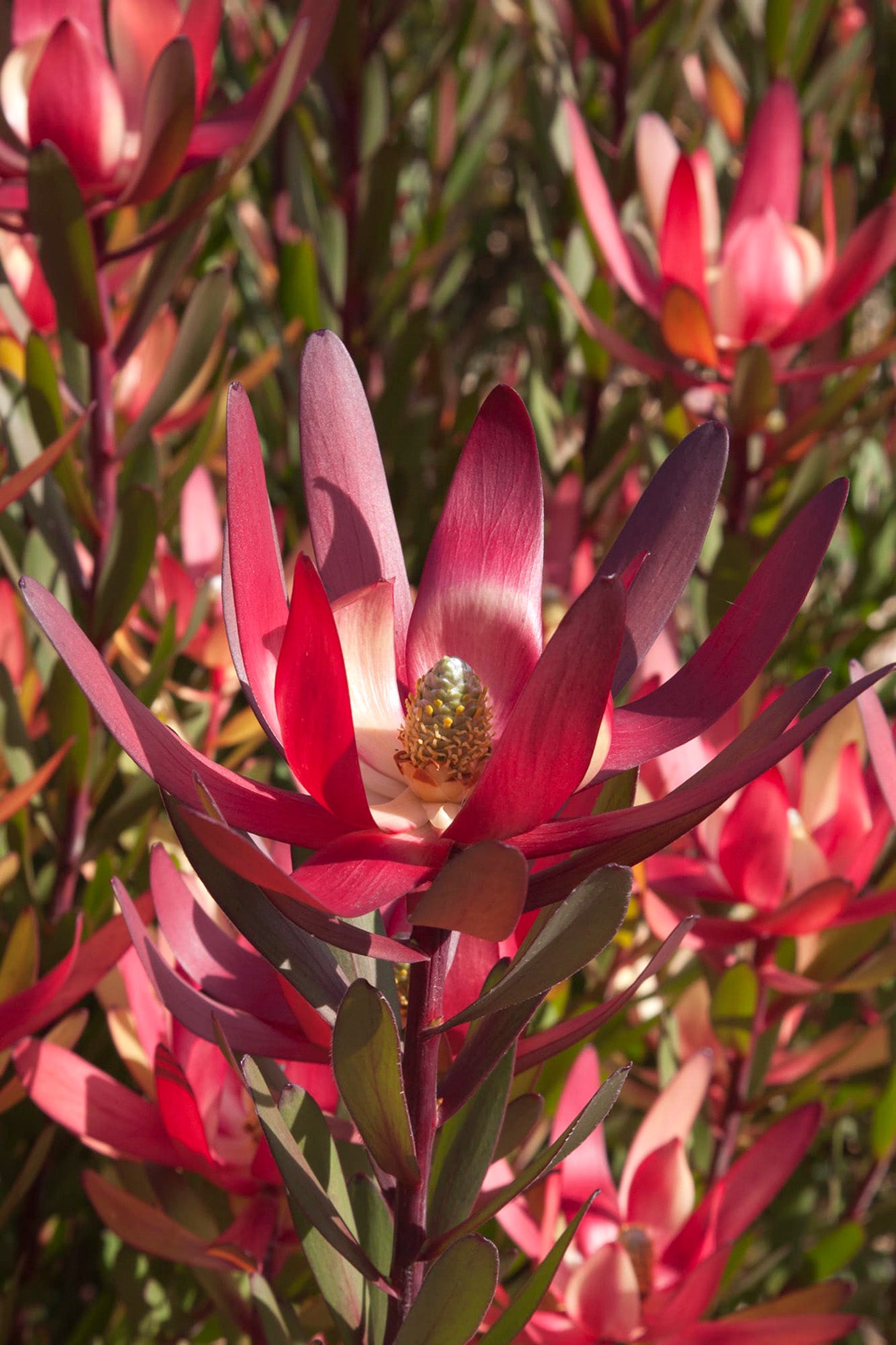 Leucadendron Safari Magic