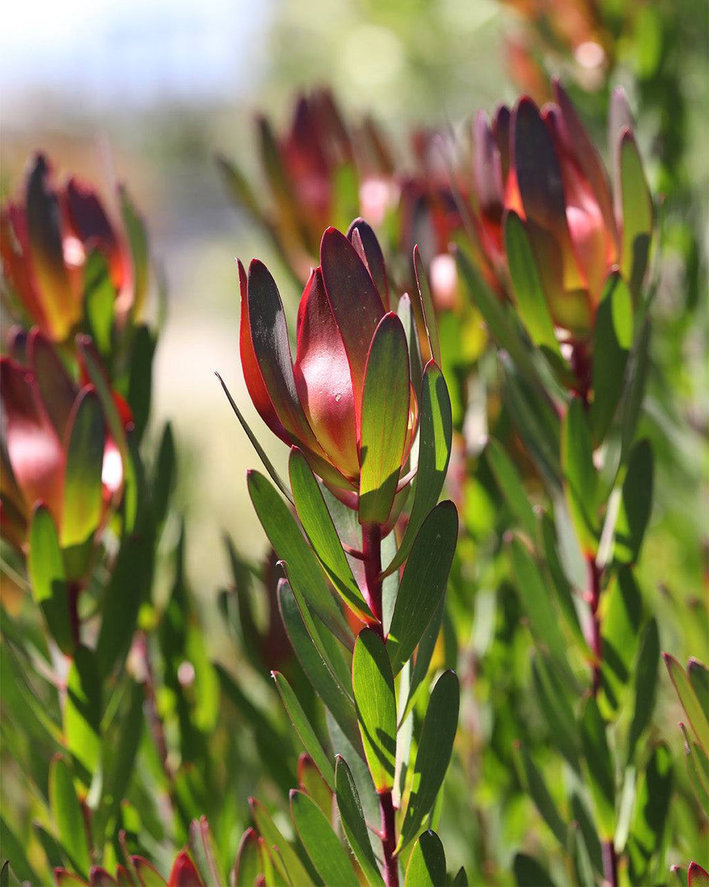 Leucadendron Safari Sunset