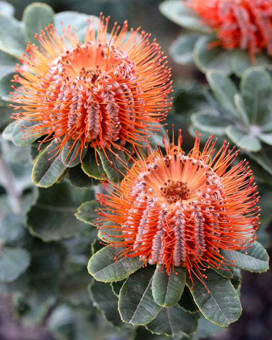 Scarlet Honey Possum - Banksia coccinea