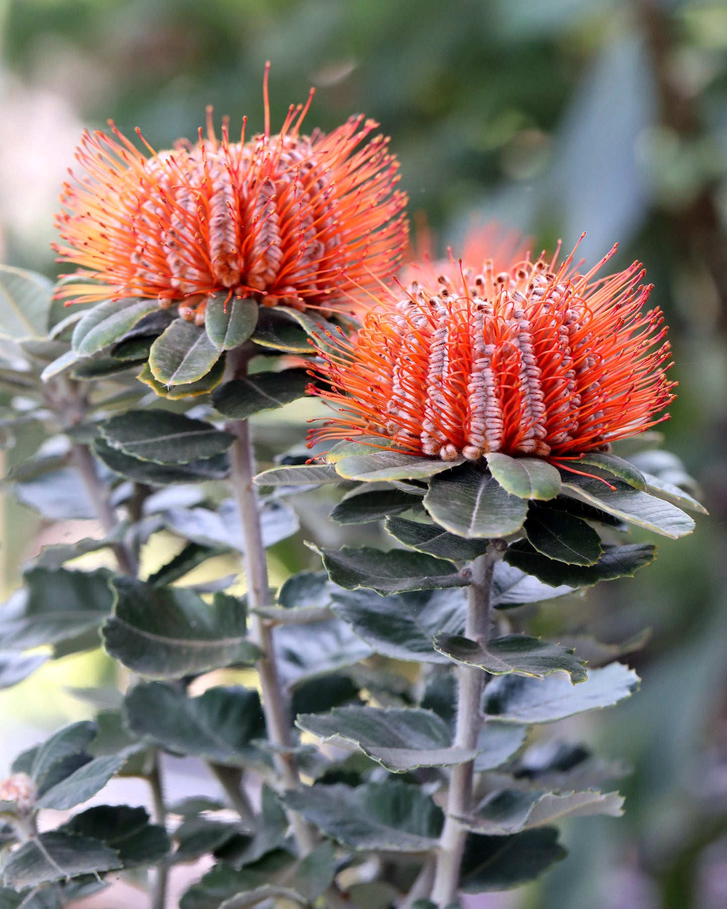 Scarlet Honey Possum - Banksia coccinea