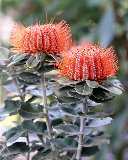 Scarlet Honey Possum - Banksia coccinea