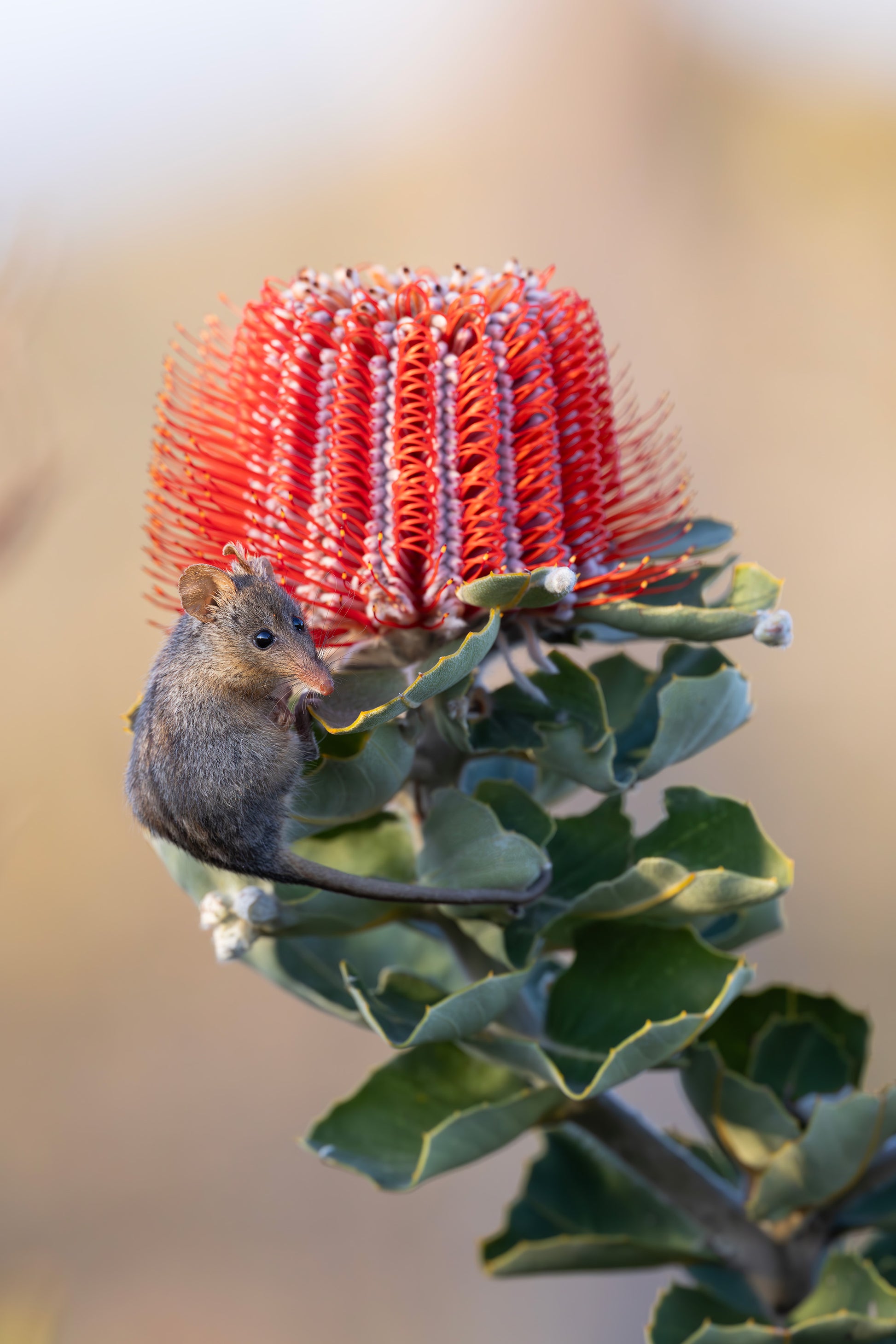 Scarlet Honey Possum (Banksia coccinea), featuring Honey Possum
