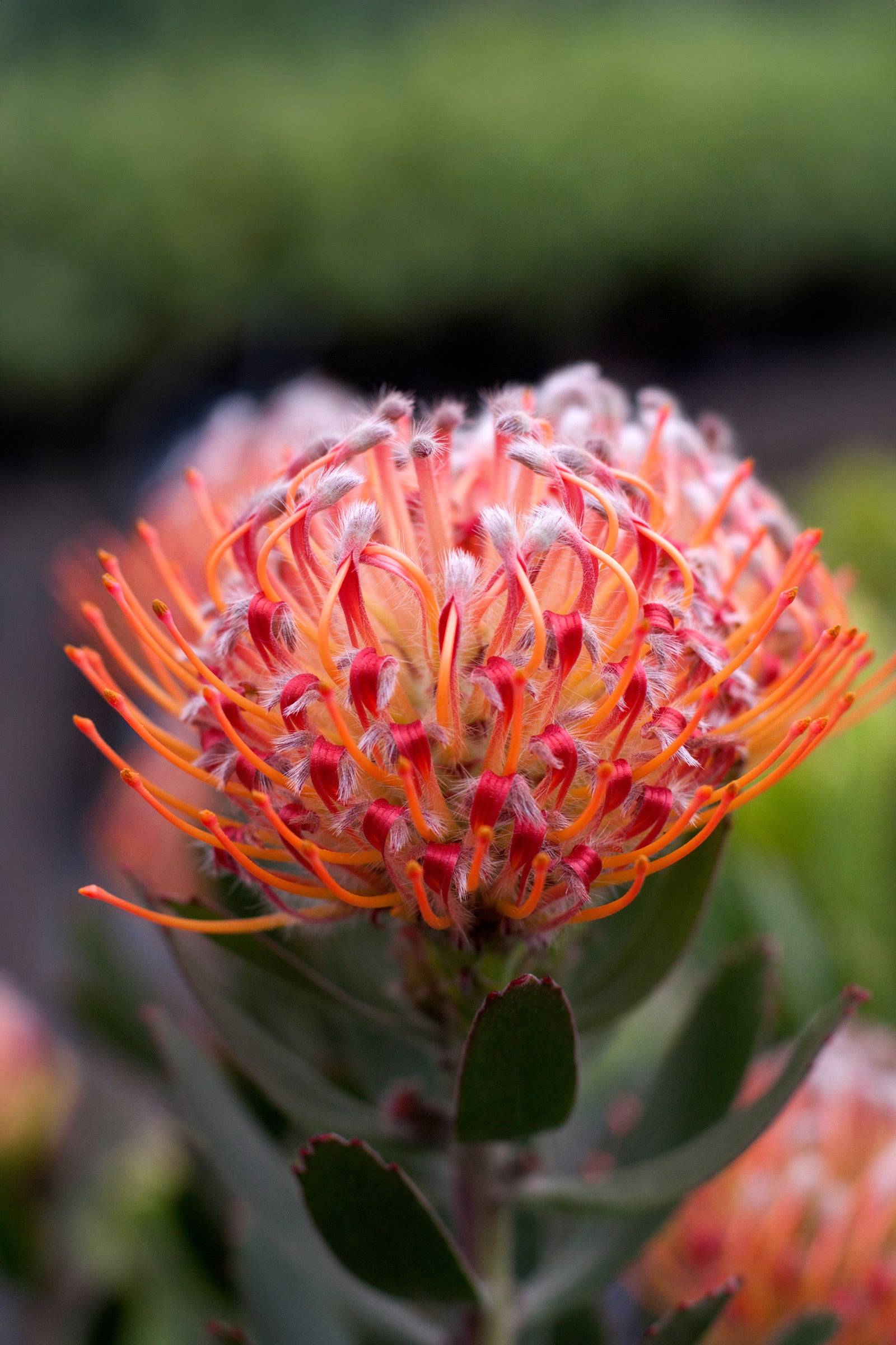 Leucospermum Scarlet Ribbon