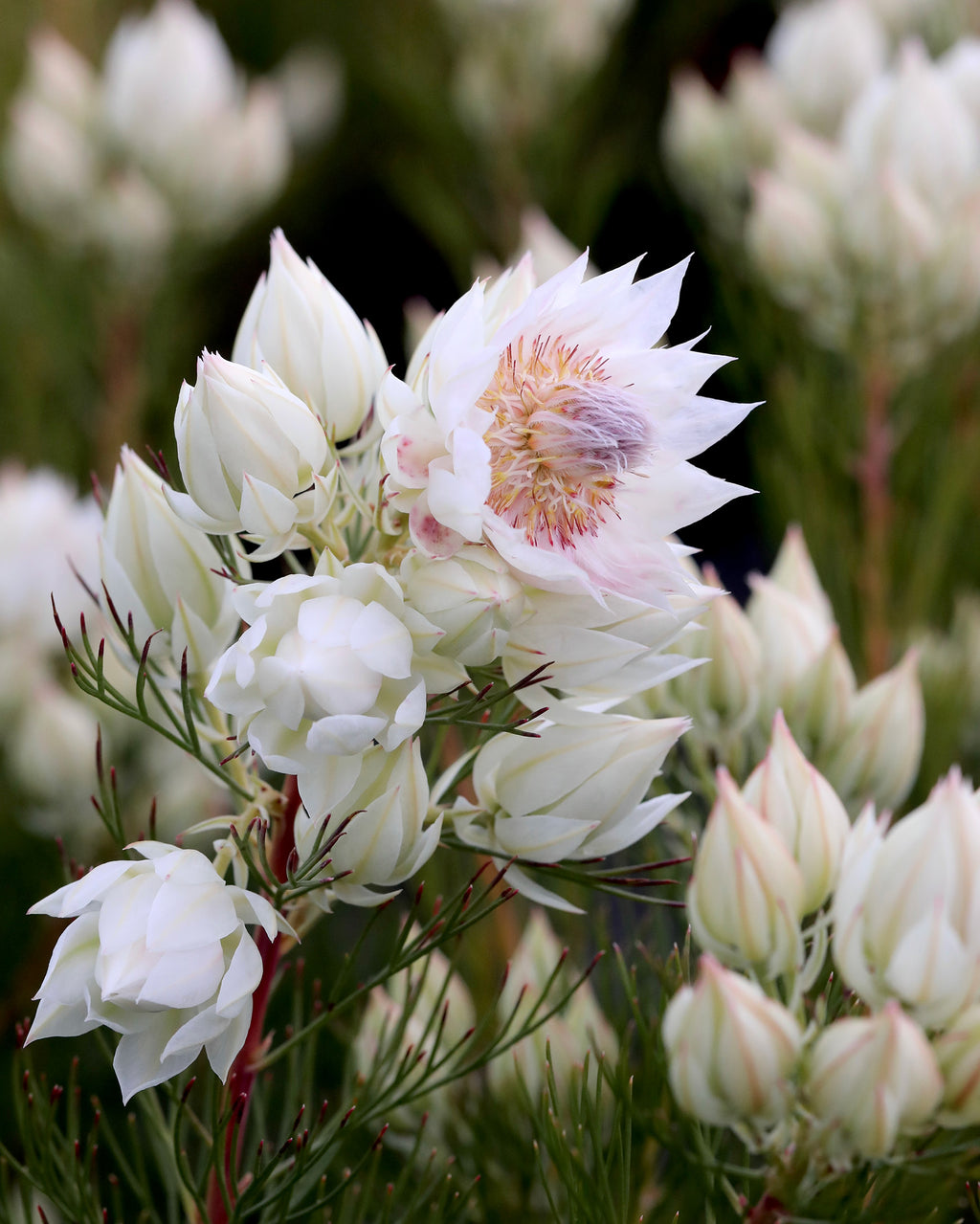Serruria Blushing Bride