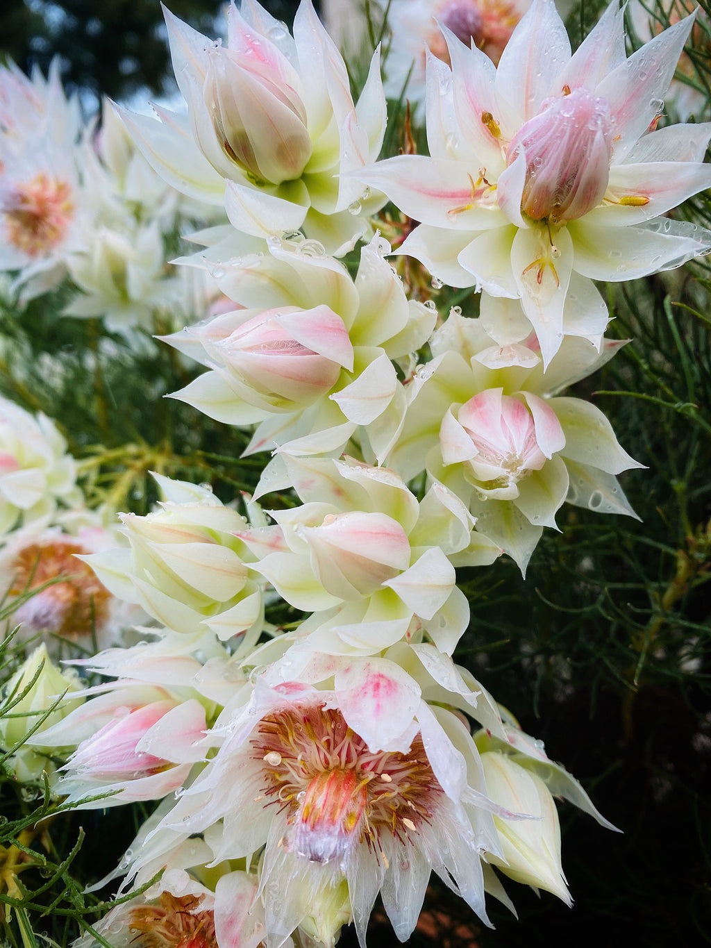 Serruria Blushing Bride