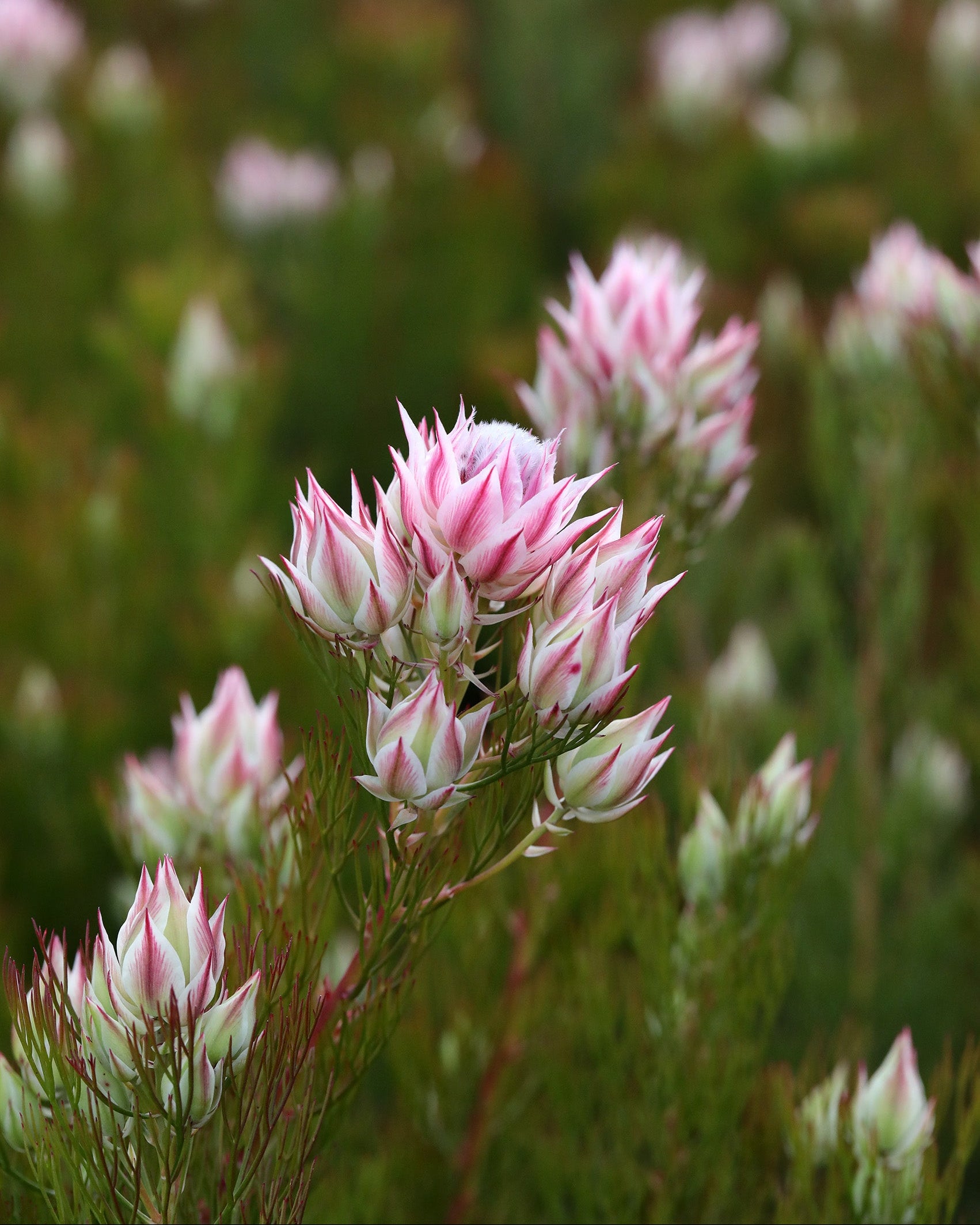 Serruria Pretty N Pink