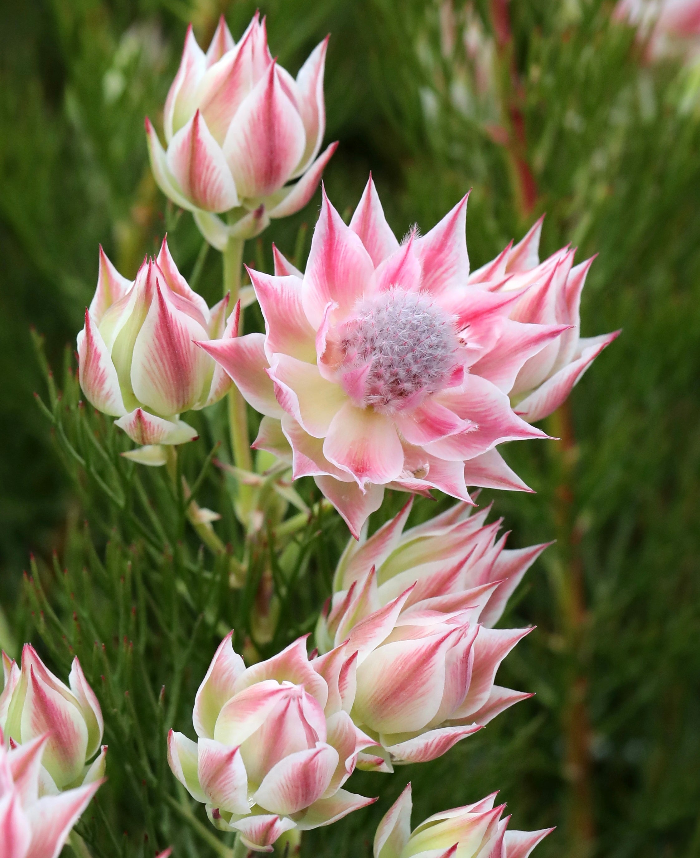 Serruria Pretty N Pink
