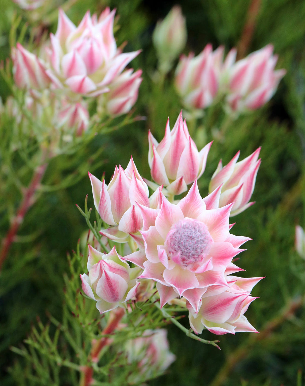 Serruria Pretty n Pink