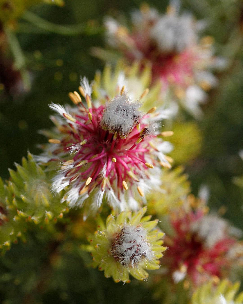 Serruria Raspberry Burst