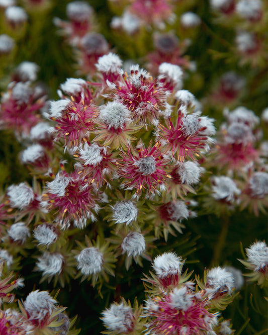 Serruria Raspberry Burst