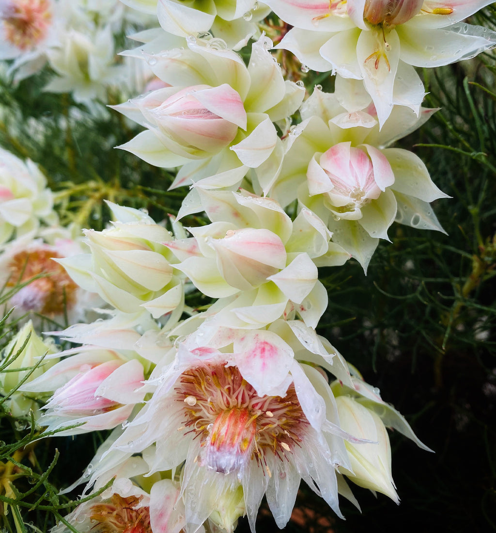 Serruria Blushing Bride