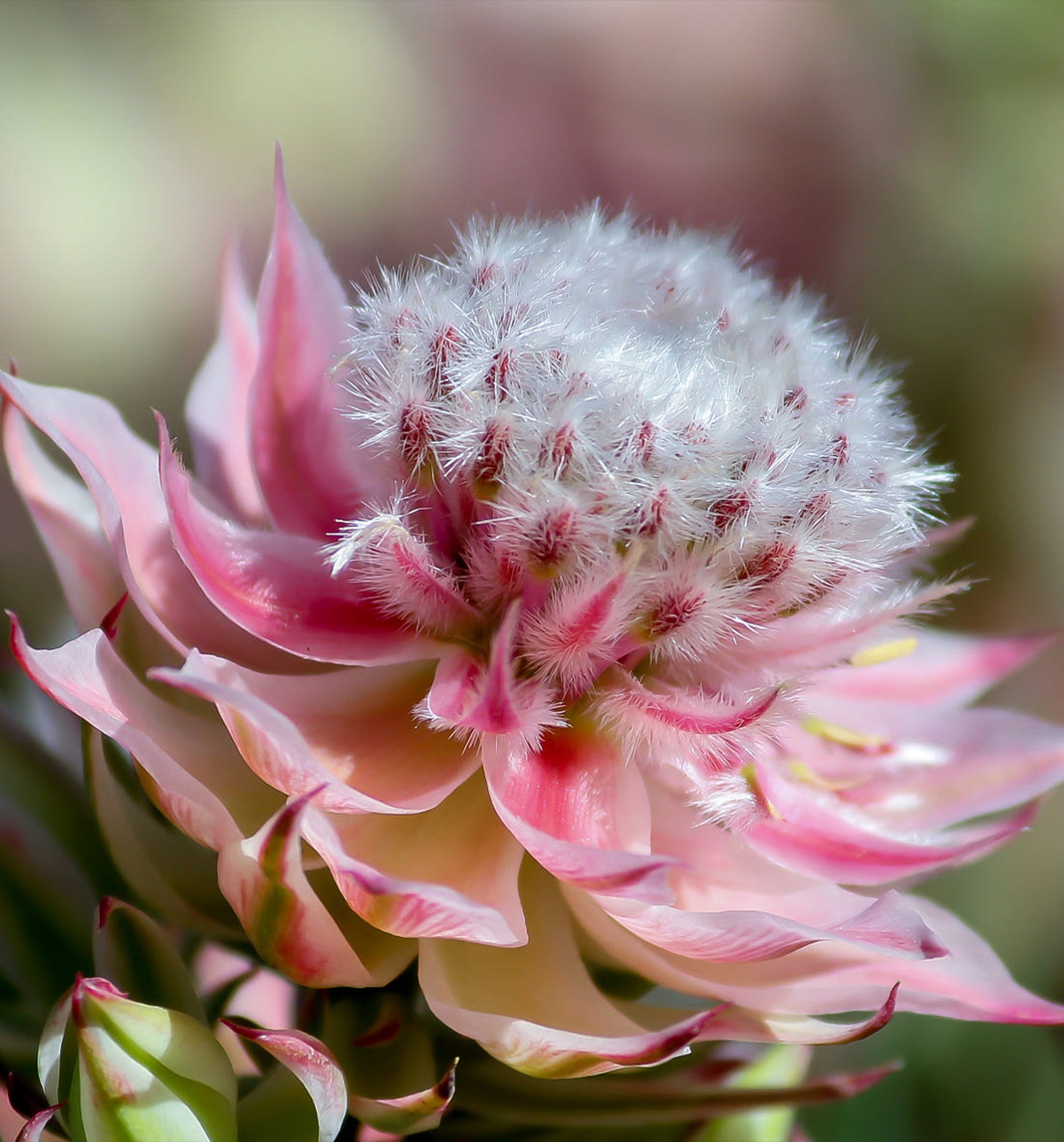 Serruria Pretty N Pink