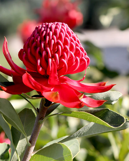 Telopea Shady Lady Crimson Waratah