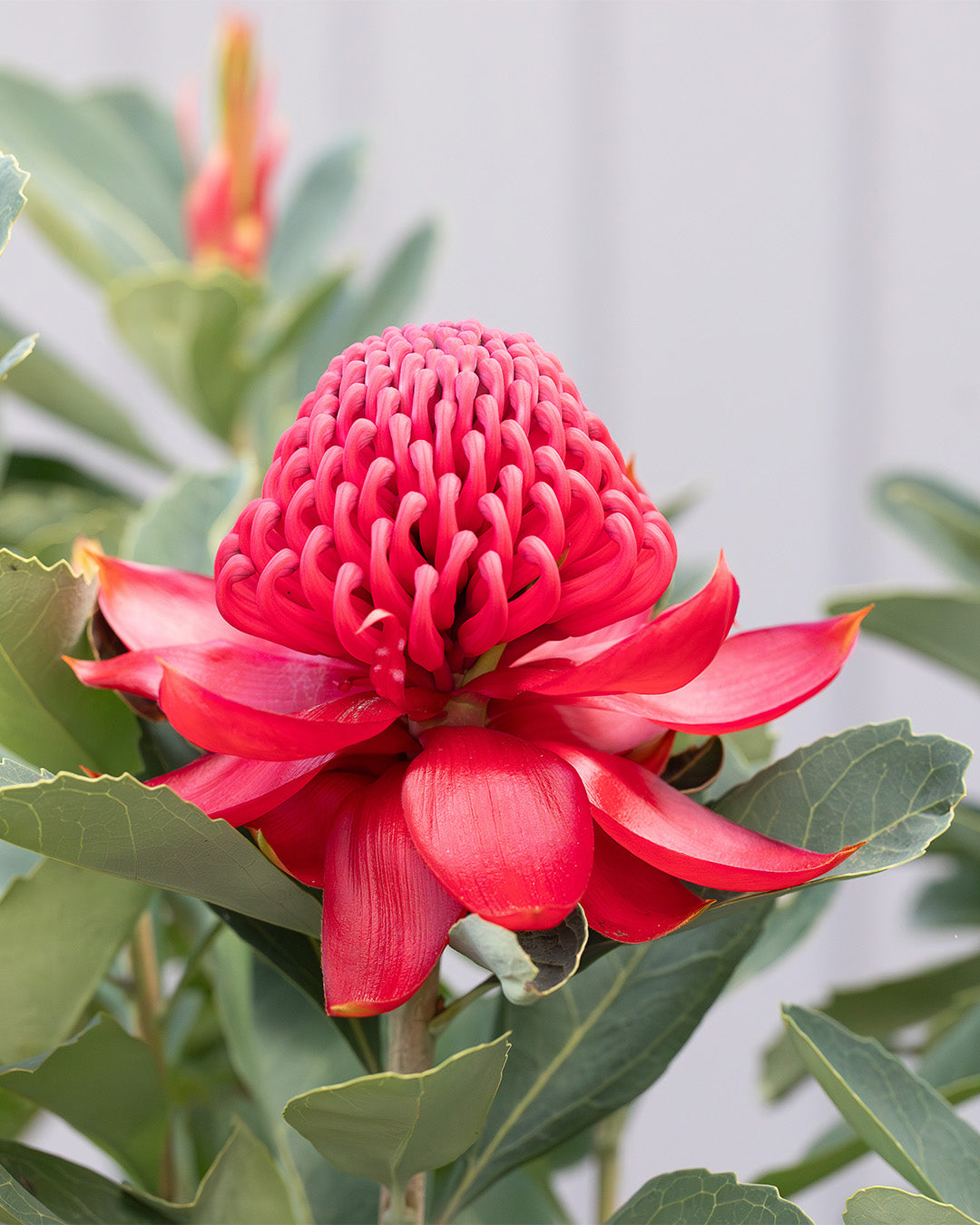 Telopea Shady Lady Crimson Waratah