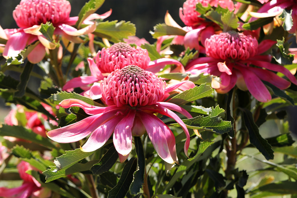 Telopea Shady Lady® Pink Waratah