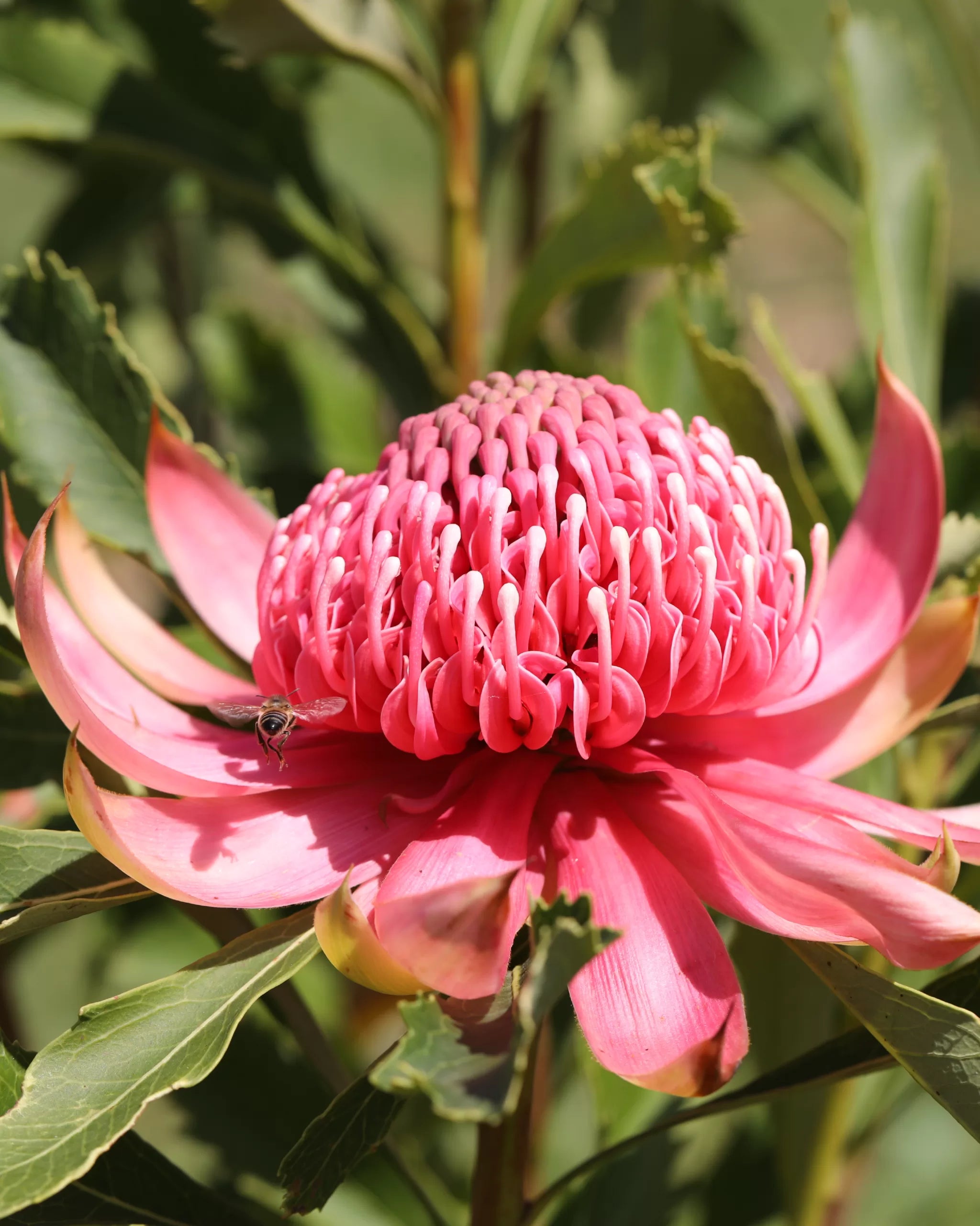 Telopea Shady Lady® Pink Waratah