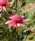 Telopea Shady Lady® Pink Waratah